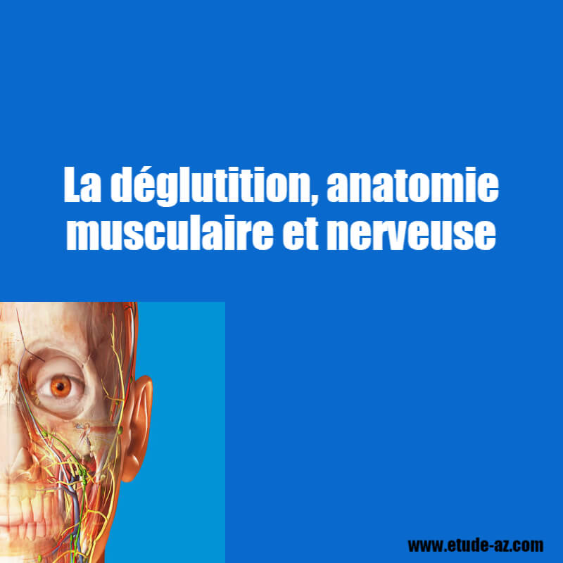 La déglutition, anatomie musculaire et nerveuse .pdf