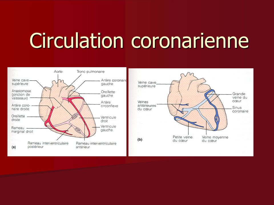 Circulation coronarienne .PDF