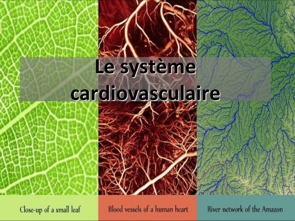 Le système cardiovasculaire .PDF