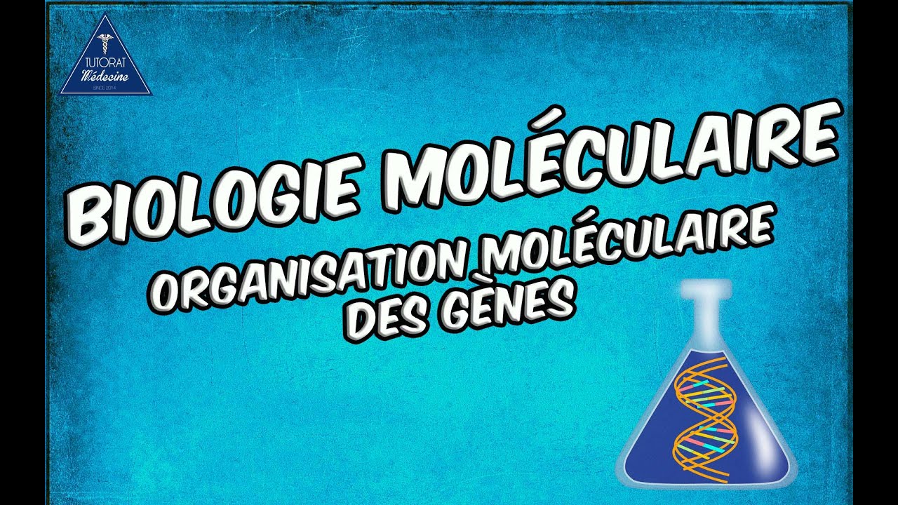 Organisation moléculaire des gènes Partie 1