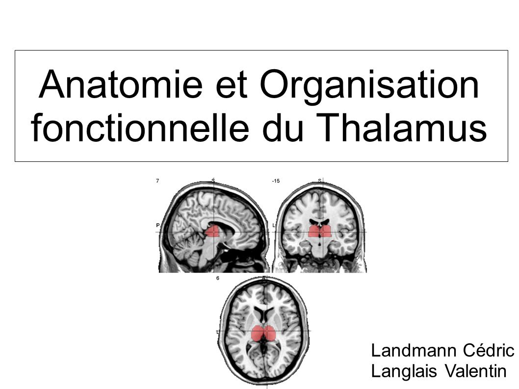 Anatomie et Organisation fonctionnelle du Thalamus .PDF