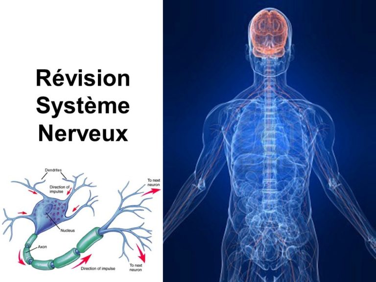 Révision Système Nerveux .PDF - ETUDE-AZ