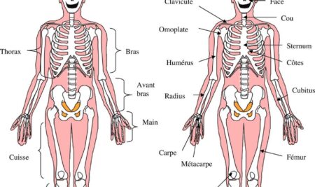 ANATOMIQUE DU SQUELETTE HUMAIN.PDF