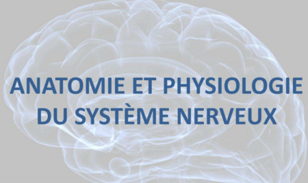 ANATOMIE-PHYSIOLOGIE DU SYSTEME NERVEUX .PDF