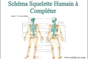 Schéma squelette humain à compléter pdf