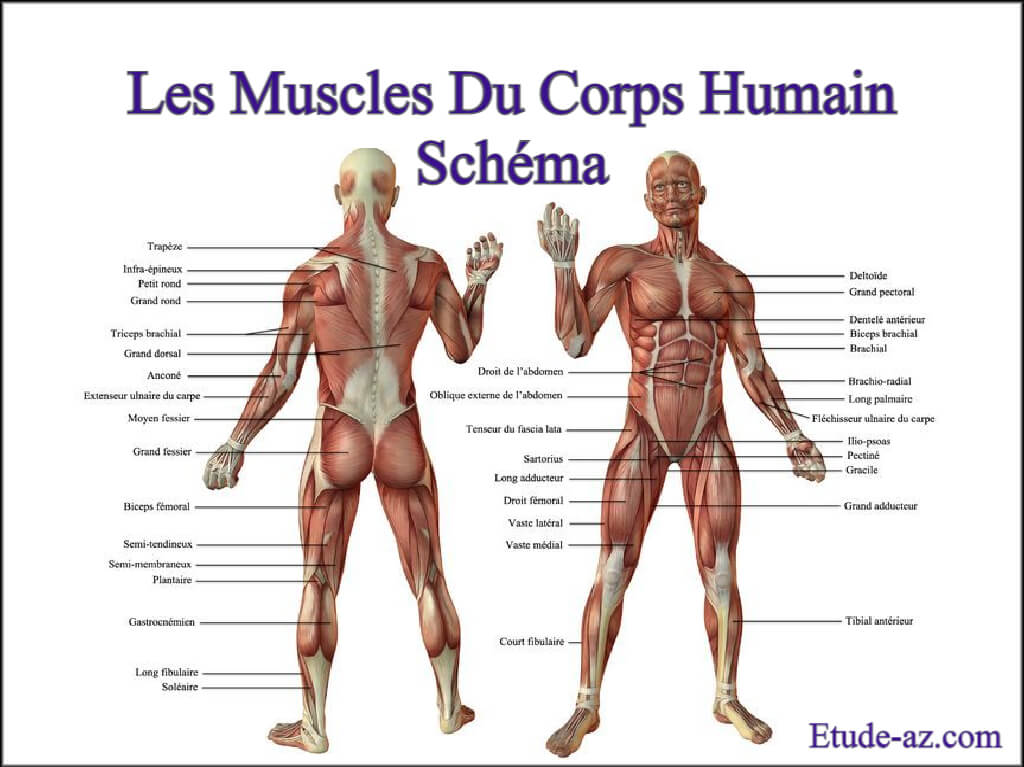 les muscles du corps humain schéma pdf