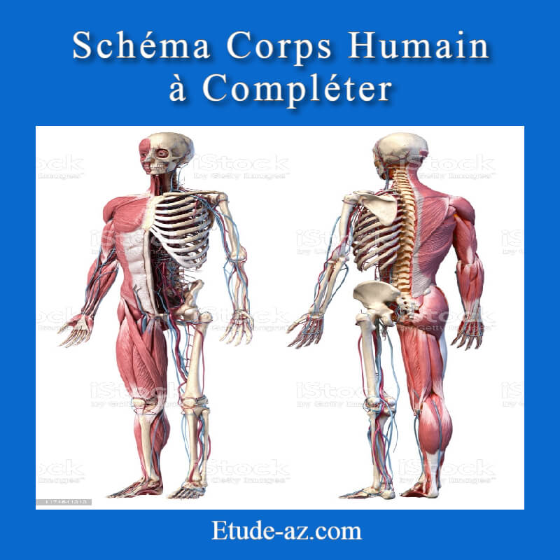schéma corps humain à compléter . pdf